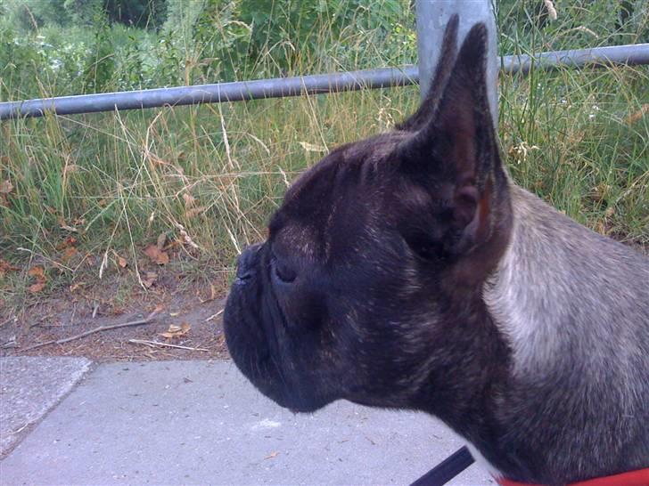 Fransk bulldog Bella billede 9