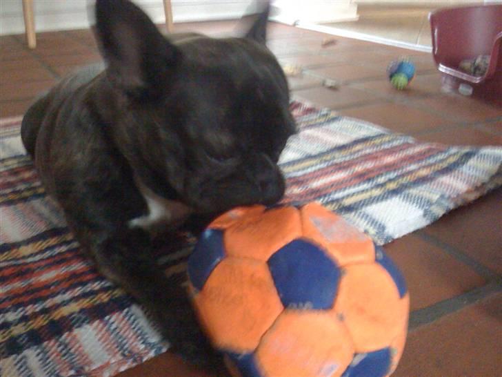 Fransk bulldog Bella billede 10