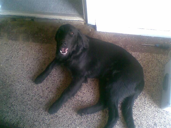 Flat coated retriever paco billede 4