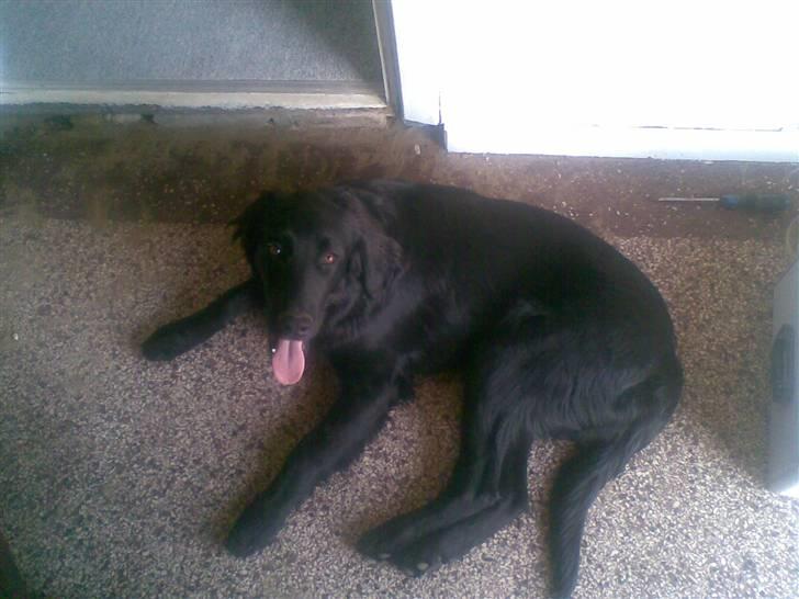 Flat coated retriever paco billede 5