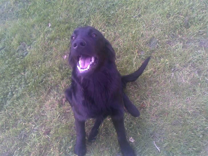 Flat coated retriever paco billede 6