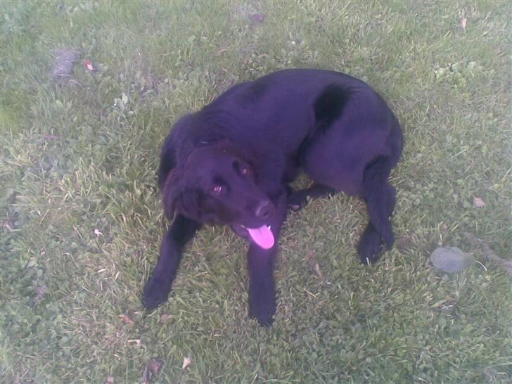 Flat coated retriever paco billede 7