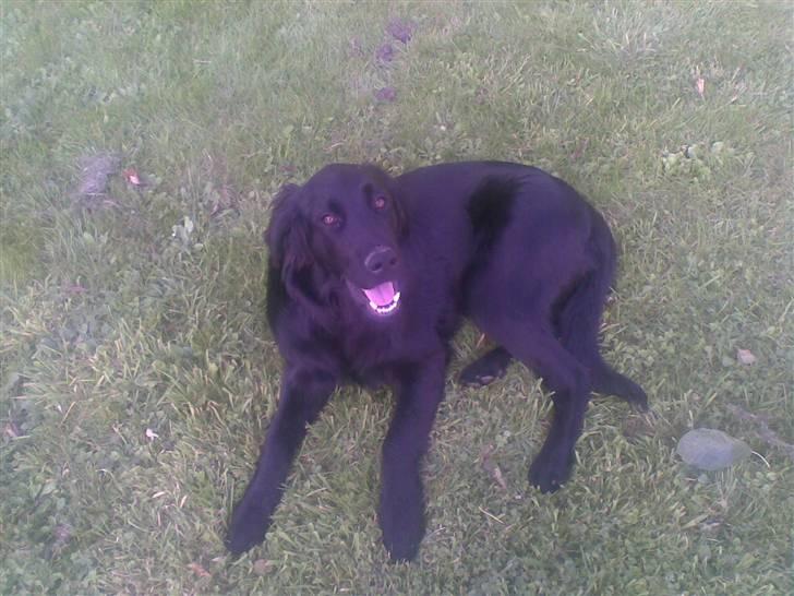 Flat coated retriever paco billede 8