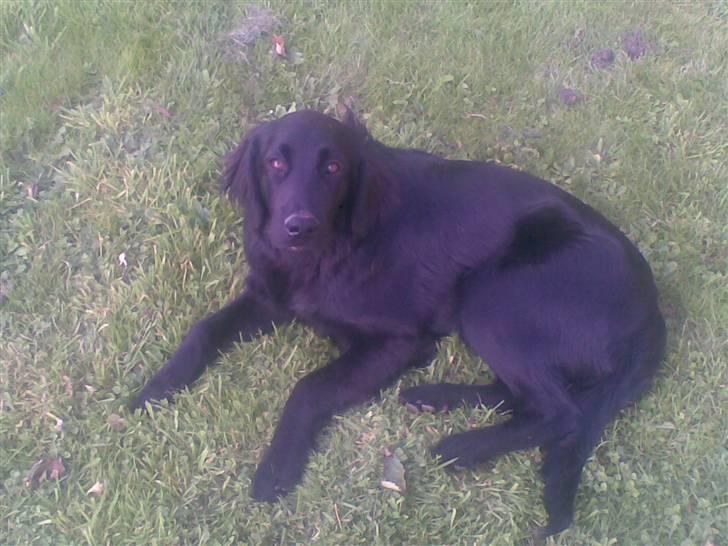 Flat coated retriever paco billede 9