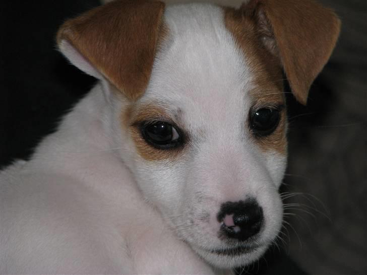 Jack russell terrier Mille - Lille Mille billede 1