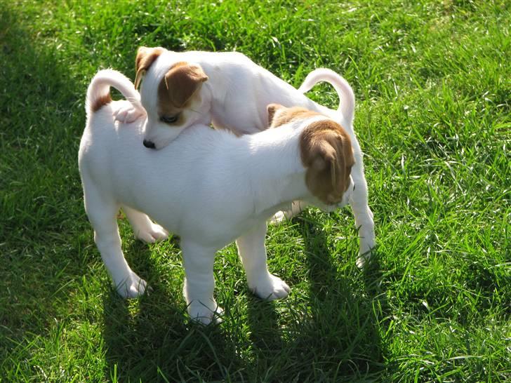 Jack russell terrier Mille - Mille "foroven" billede 2