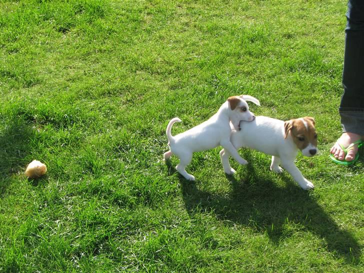 Jack russell terrier Mille - Mille tager lige en bid af sin bror billede 3