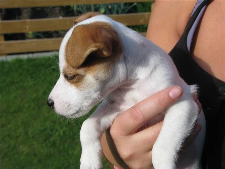 Jack russell terrier Mille - Den smukke Mille billede 4