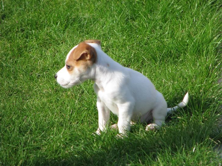 Jack russell terrier Mille - Studerer lige omgivelserne billede 5