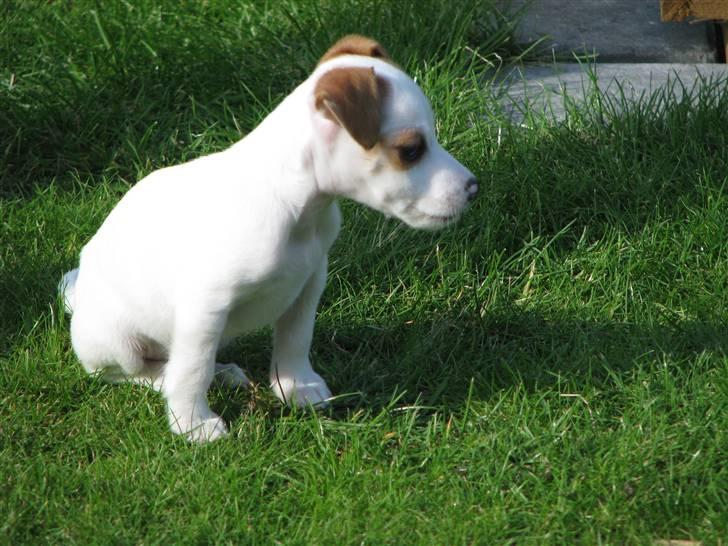 Jack russell terrier Mille - Verden set fra den anden side! billede 6
