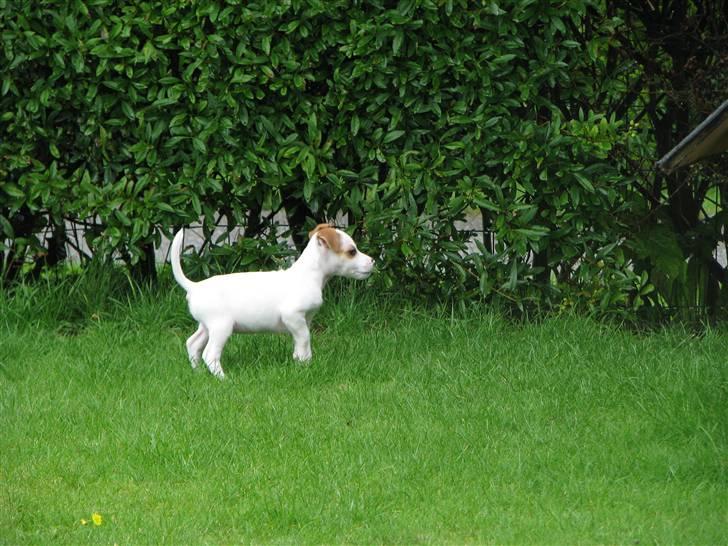 Jack russell terrier Mille - Mille i haven, hjemme hvor hun blev født billede 7