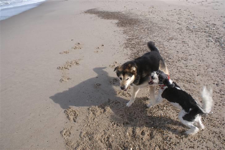 Blanding af racer Chewie  - Lucky og Chewie leger på stranden. billede 13