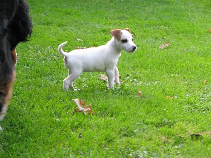 Jack russell terrier Mille - Mille ude at tisse første gang i sit nye hjem  billede 8