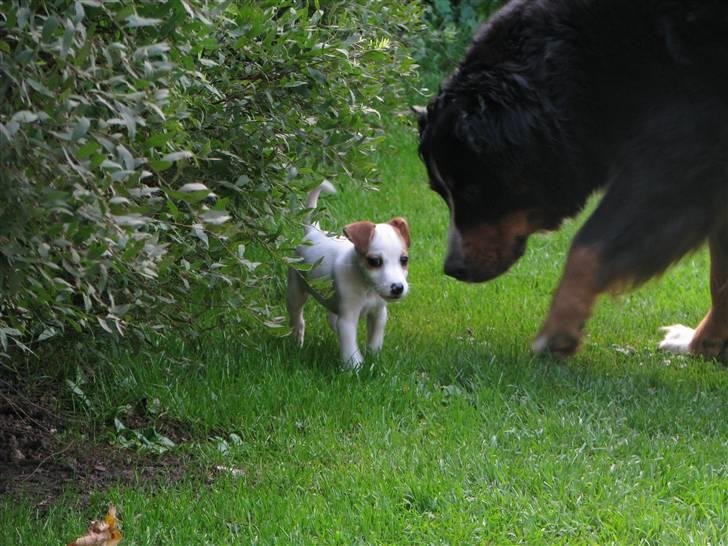 Jack russell terrier Mille - Mille møder vores anden hund uden problemer billede 9