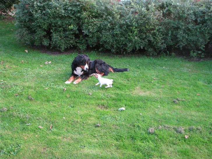 Jack russell terrier Mille - Efter 2 min. var hun klar til at lege.. billede 10