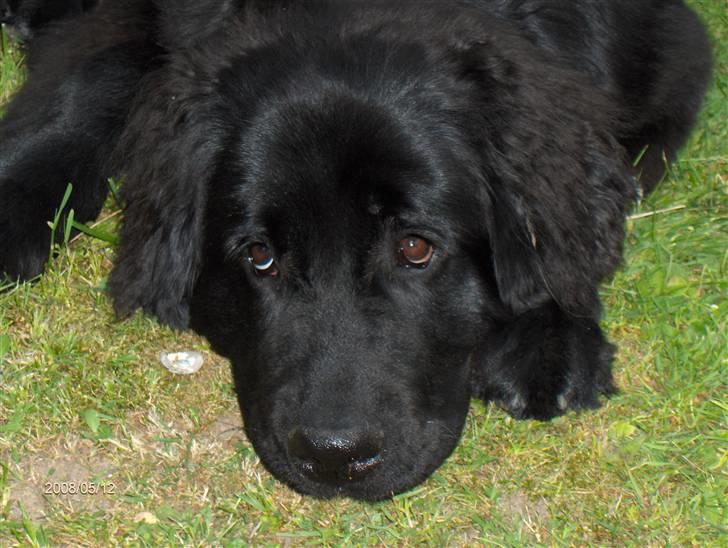 Newfoundlænder Cassie billede 1