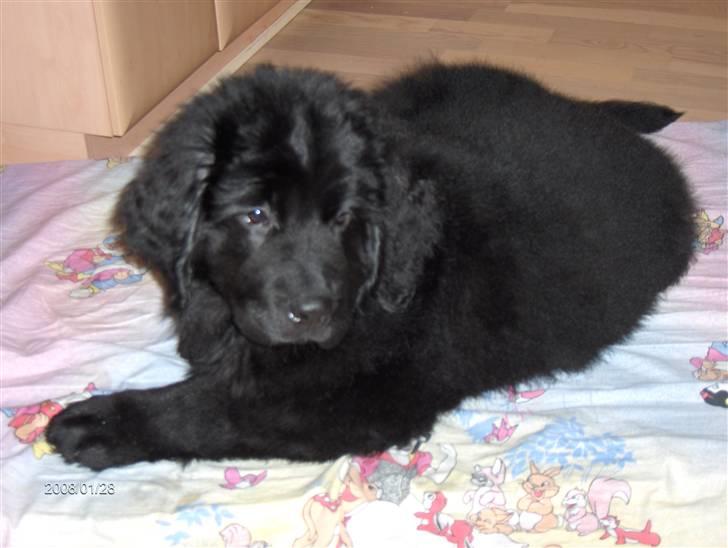 Newfoundlænder Cassie billede 2