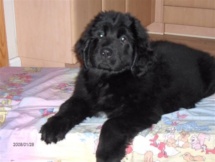 Newfoundlænder Cassie billede 3