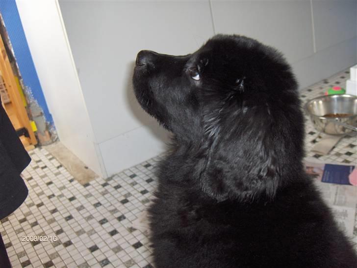 Newfoundlænder Cassie billede 4