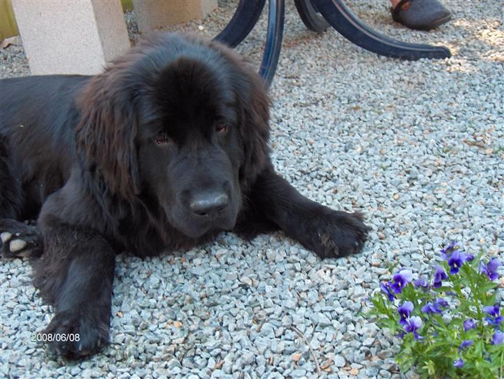 Newfoundlænder Cassie billede 5
