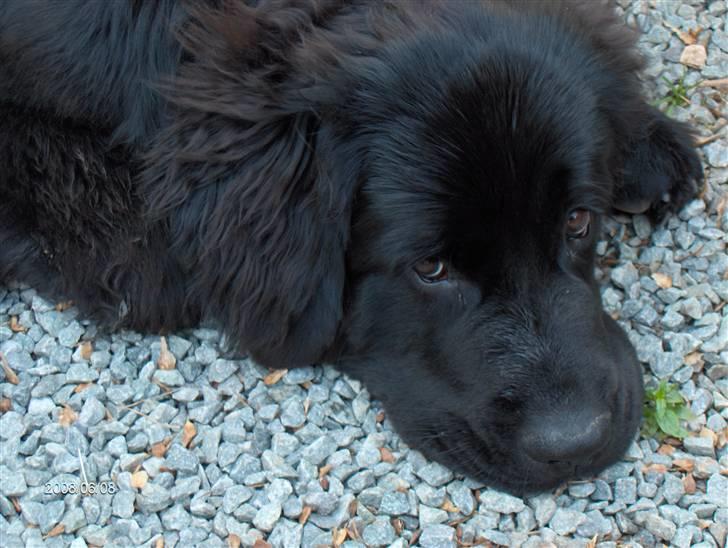 Newfoundlænder Cassie billede 6
