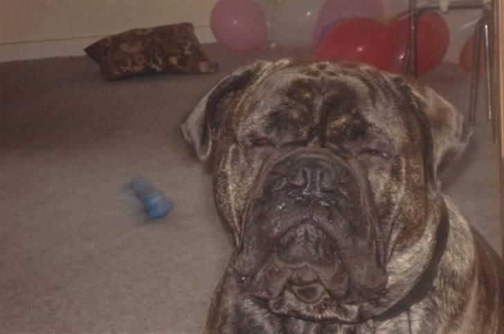 Bullmastiff Buller (DØD)7mdr 2012 billede 15