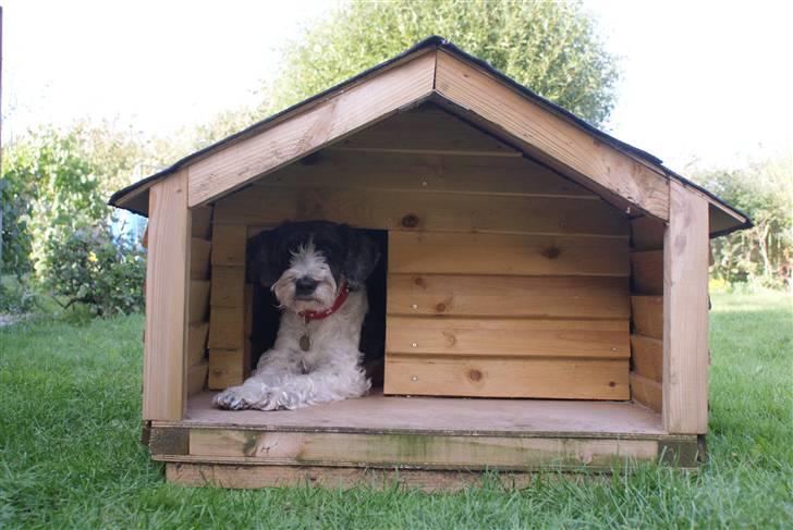 Blanding af racer Chewie  - Chewie og hans nye hundehus. billede 15