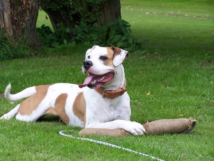 Amerikansk bulldog God Blesed Aschera R.I.P. 21/2 2011 - En stolt Lille ligger med bidepølsen - 14 september 2008 billede 13