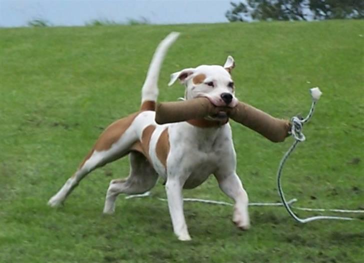 Amerikansk bulldog God Blesed Aschera R.I.P. 21/2 2011 - Bidetræning 14 september 2008 billede 14