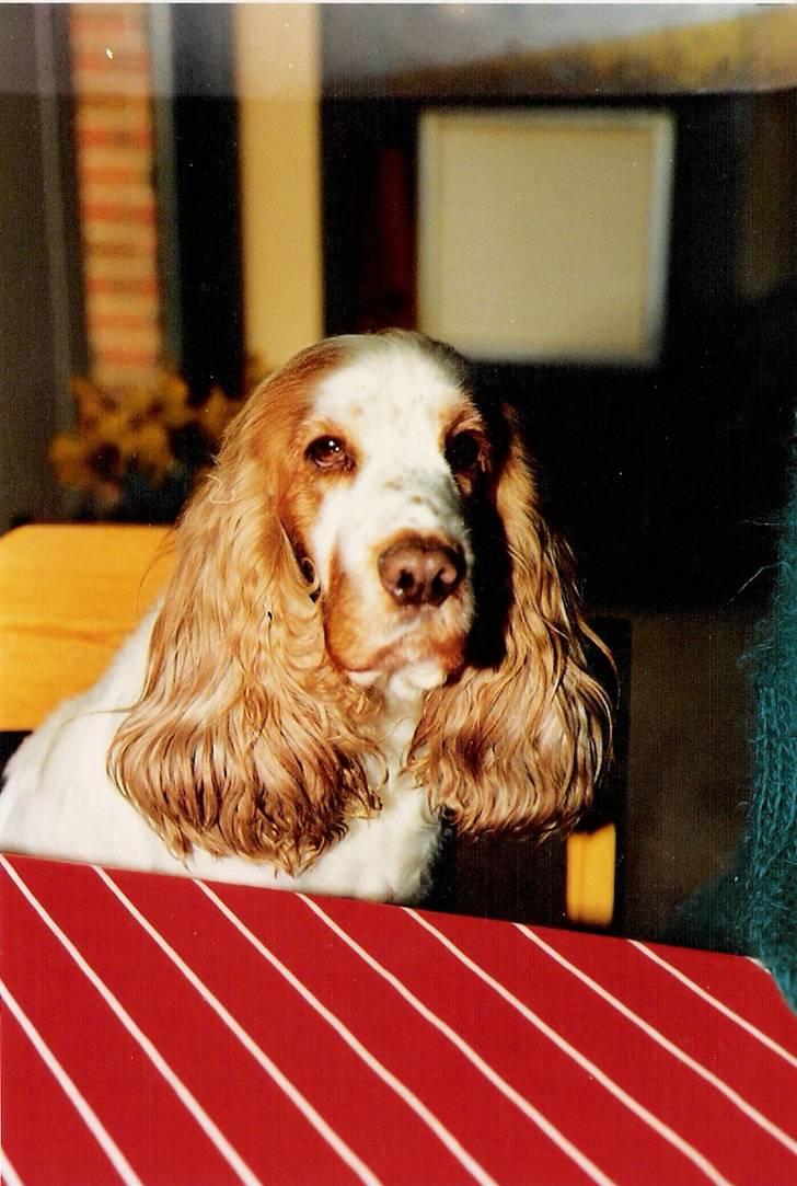 Cocker spaniel Line R.I.P - Line sidder med til bords billede 1