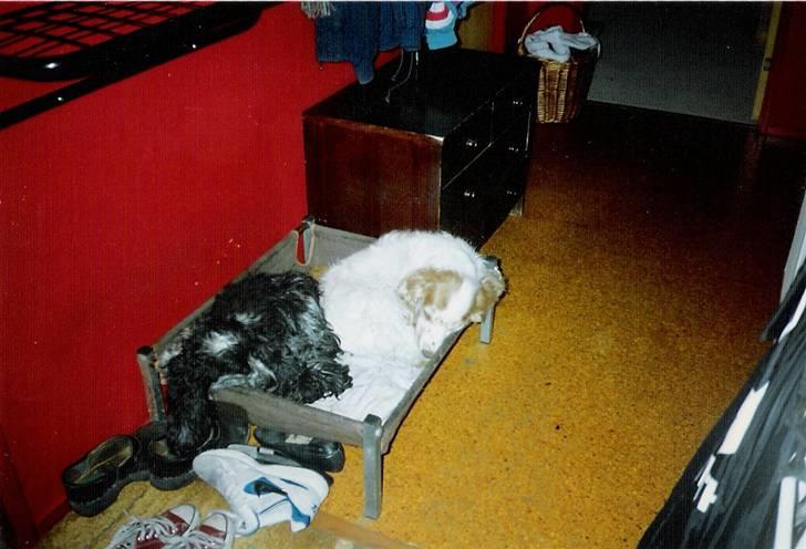 Cocker spaniel Line R.I.P - Mig og min datter Cianti i vores kasse billede 2