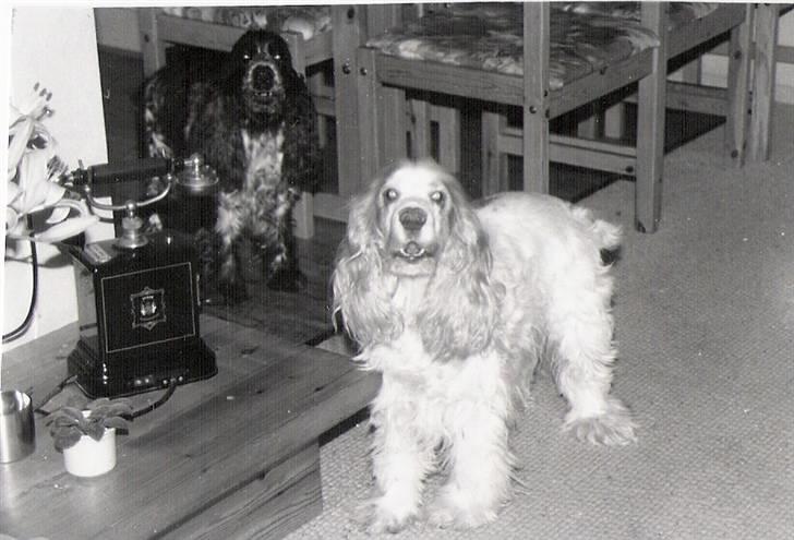 Cocker spaniel Line R.I.P - Nej vi kan ikke li når du tager billeder, så gør vi bare af dig billede 3