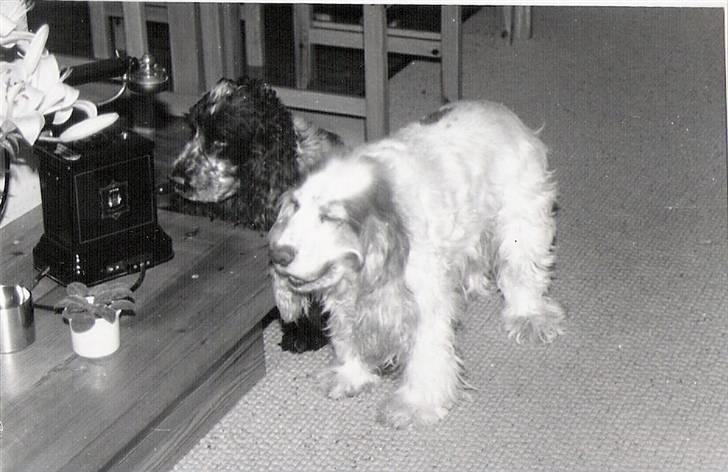 Cocker spaniel Line R.I.P - De sort/hvide billeder er nogle jeg tog da jeg gik til fotolære i folkeskolen billede 4