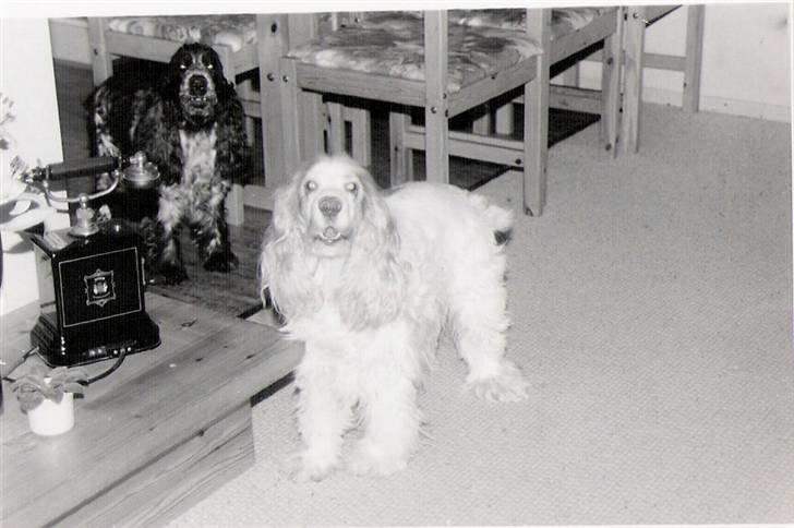Cocker spaniel Line R.I.P - Skælder lige lidt mere ud billede 5