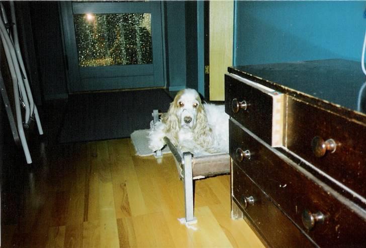 Cocker spaniel Line R.I.P - Her ligger jeg godt i min kasse billede 6