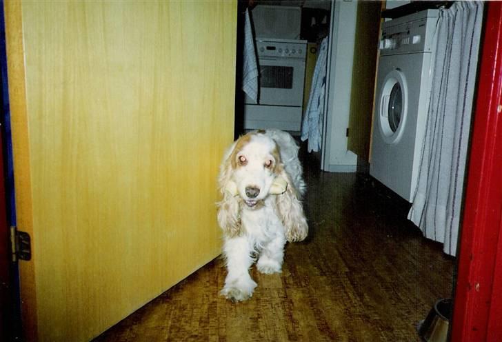 Cocker spaniel Line R.I.P - Line på hendes gamle dage billede 7