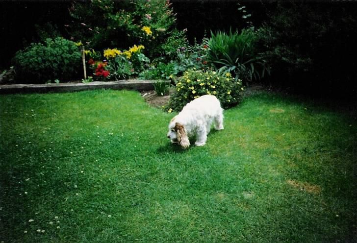 Cocker spaniel Line R.I.P - Line på hendes gamle dage billede 8