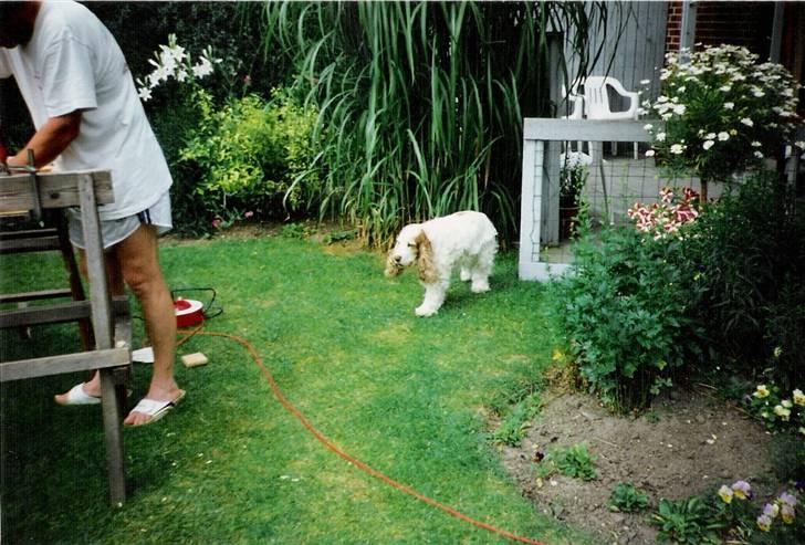 Cocker spaniel Line R.I.P - Line på hendes gamle dage billede 9