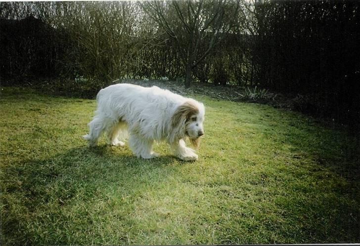 Cocker spaniel Line R.I.P - Line på hendes gamle dage billede 10