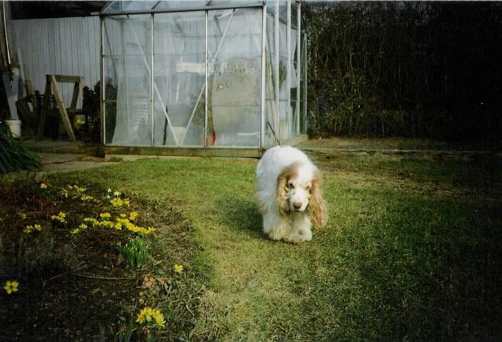 Cocker spaniel Line R.I.P - Line på hendes gamle dage billede 11