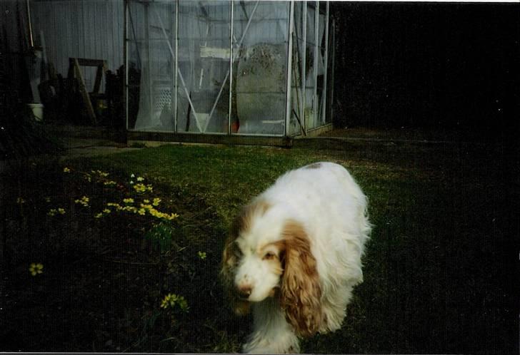 Cocker spaniel Line R.I.P - Line på hendes gamle dage, én stor uldtot billede 12