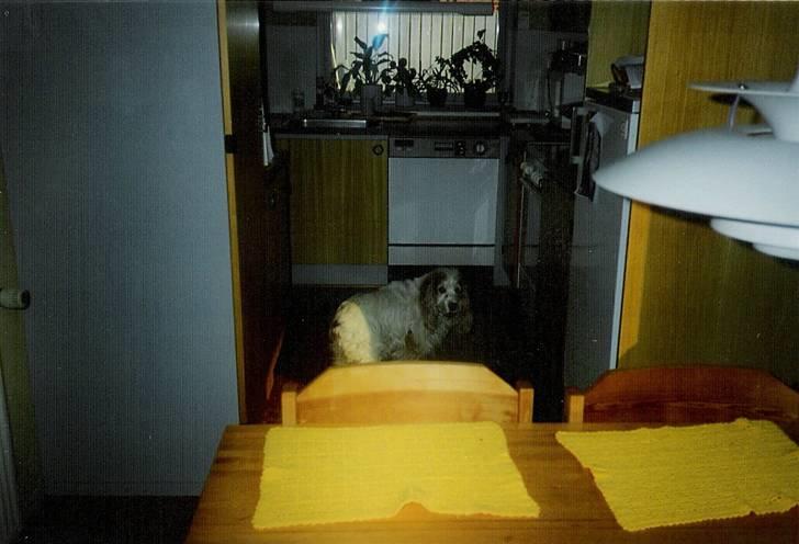 Cocker spaniel Line R.I.P - Line i køkkenet billede 13
