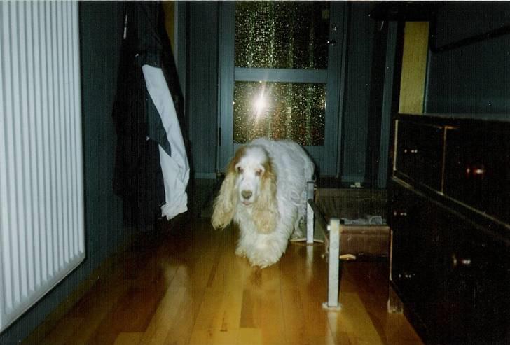 Cocker spaniel Line R.I.P - Det sidste billede jeg fik taget af Line billede 14