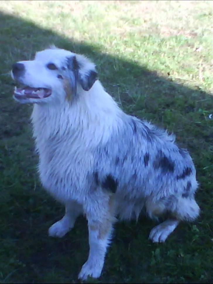 Australian shepherd Baloo - kommer der snart mere vand billede 1