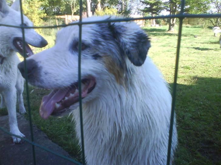 Australian shepherd Baloo billede 2