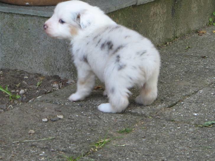 Australian shepherd Baloo - her er jeg kun 4 uger gammel og første gang ude i det fri billede 3