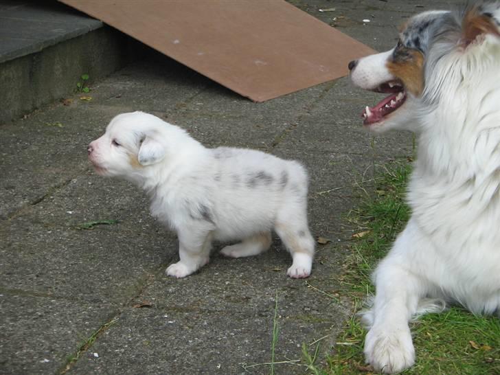 Australian shepherd Baloo billede 4