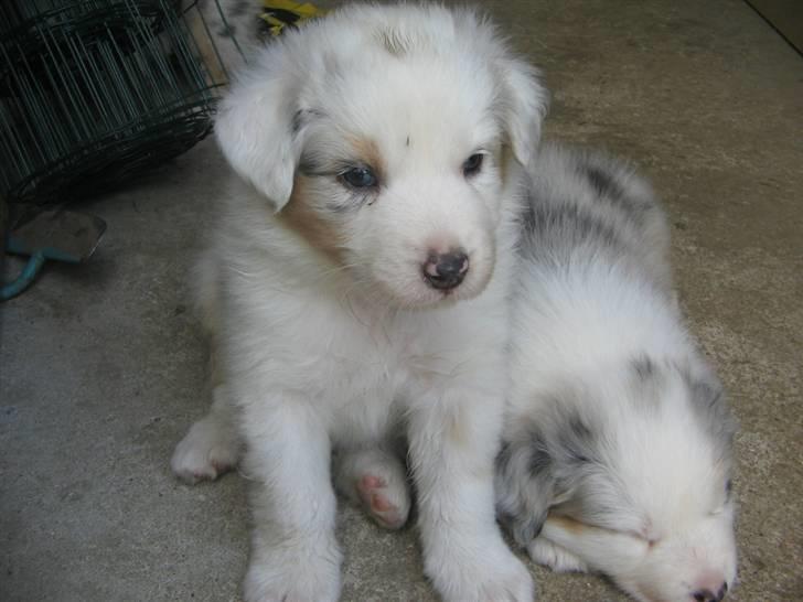 Australian shepherd Baloo billede 5