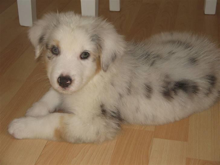 Australian shepherd Baloo - jeg bliver snart hentet af min nye mor billede 6