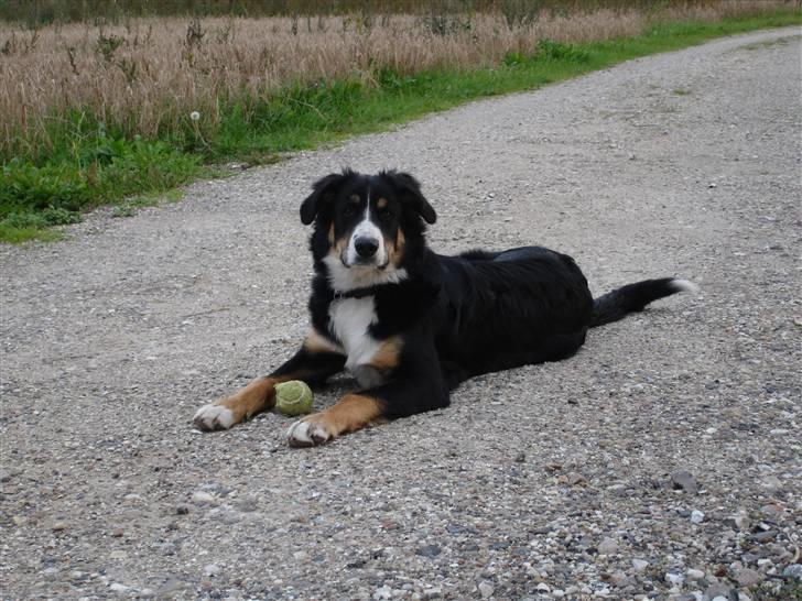 Berner sennenhund Bella billede 9